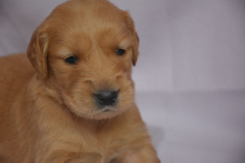 du Domaine D'Eily - Chiots disponibles - Golden Retriever
