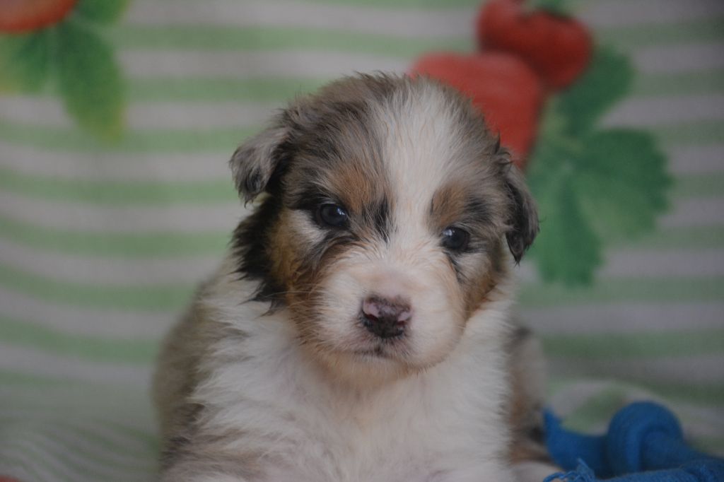 du Domaine D'Eily - Chiots disponibles - Berger Australien