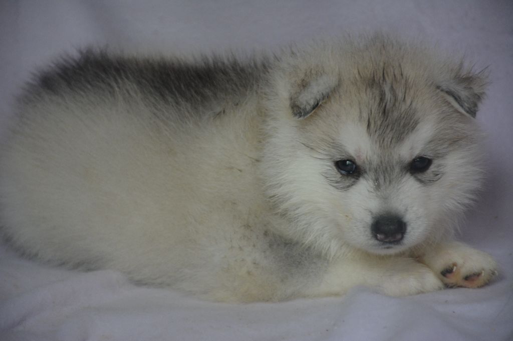 du Domaine D'Eily - Chiots disponibles - Siberian Husky