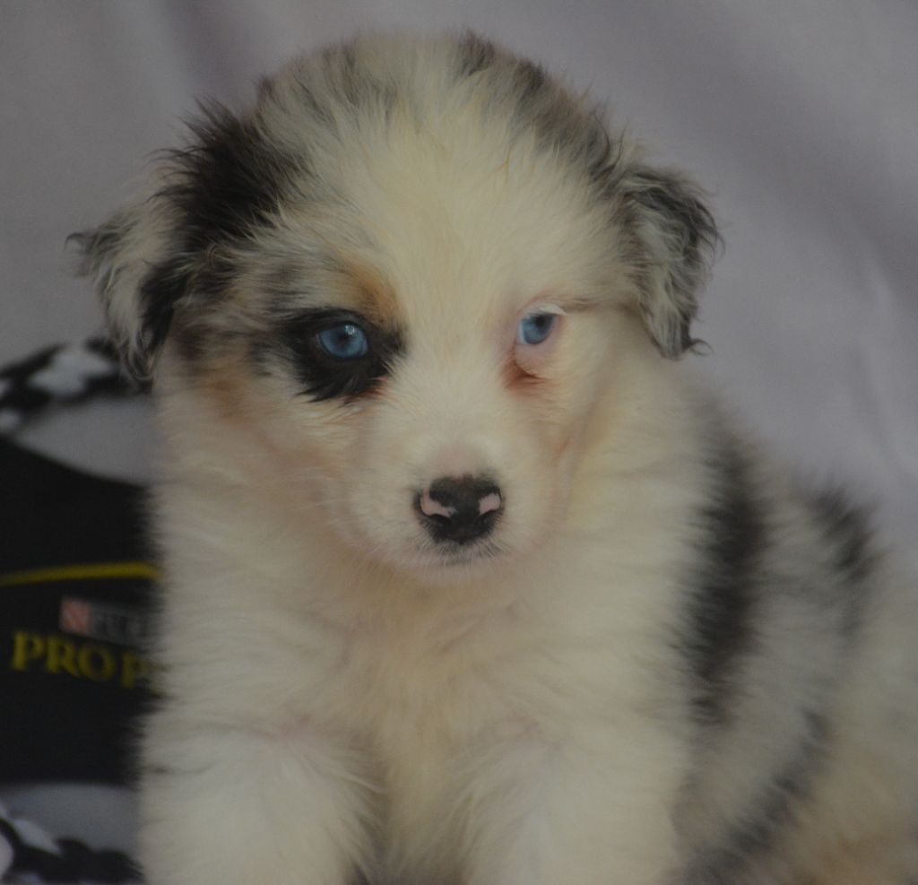 du Domaine D'Eily - Chiots disponibles - Berger Australien