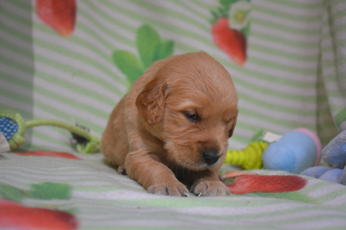 du Domaine D'Eily - Chiots disponibles - Golden Retriever
