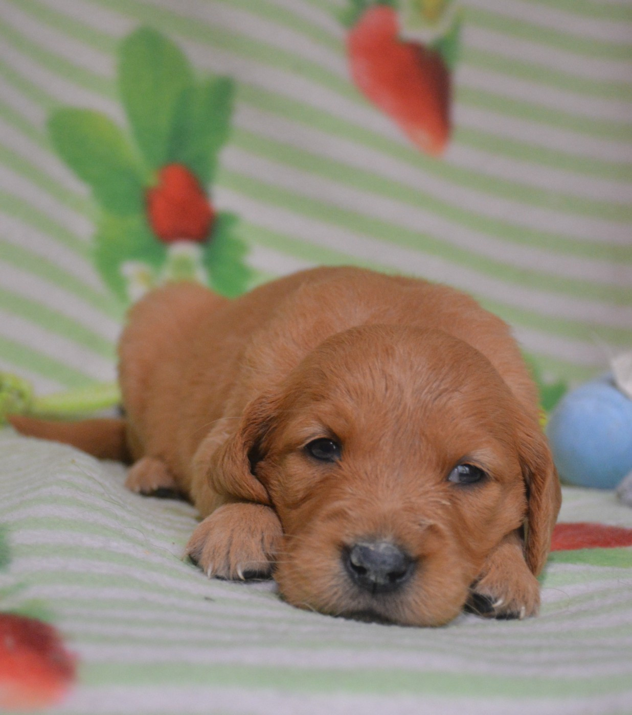 du Domaine D'Eily - Chiots disponibles - Golden Retriever