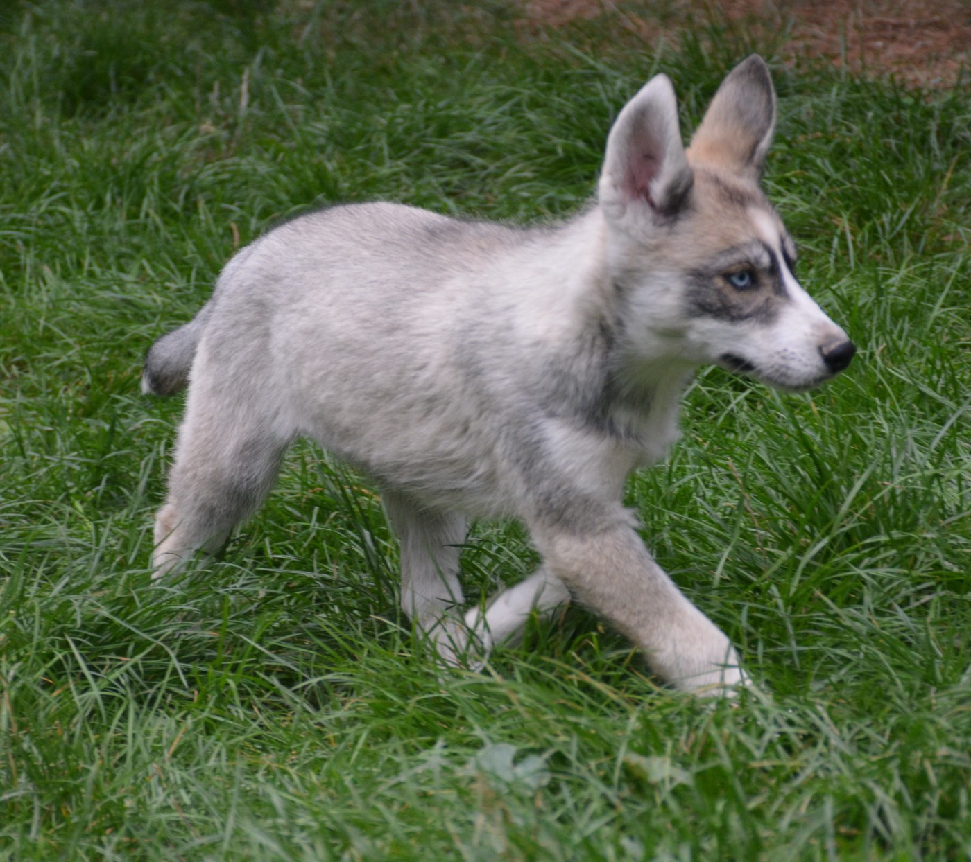 du Domaine D'Eily - Chiots disponibles - Siberian Husky