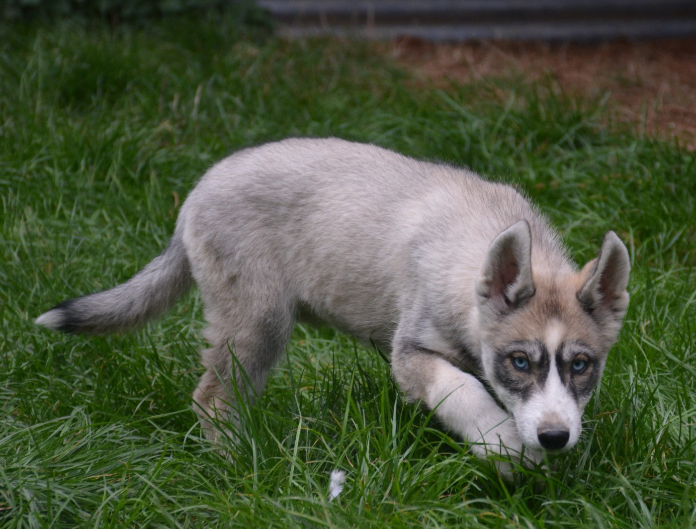 du Domaine D'Eily - Chiots disponibles - Siberian Husky