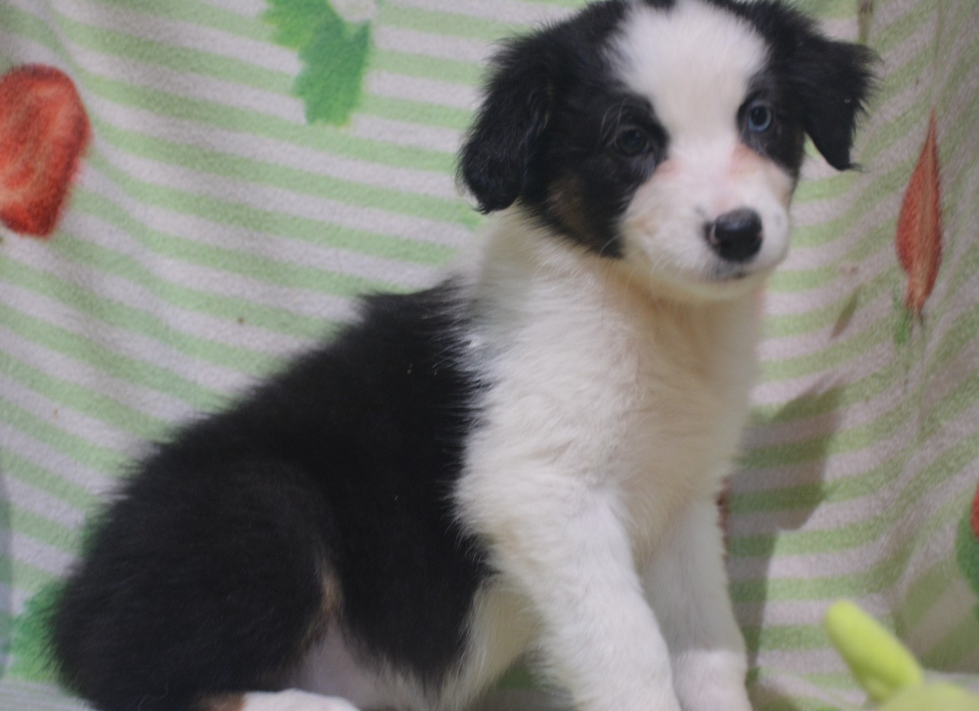 du Domaine D'Eily - Chiots disponibles - Berger Australien