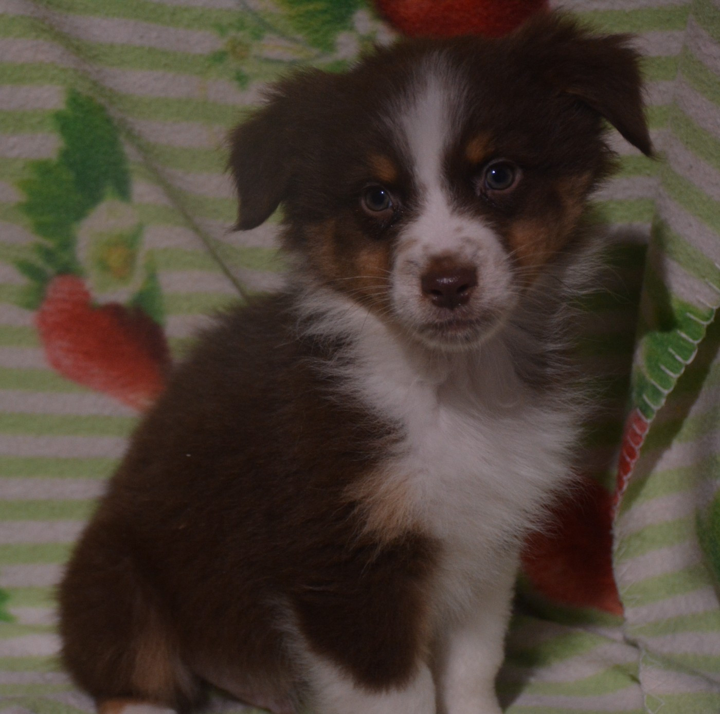 du Domaine D'Eily - Chiots disponibles - Berger Australien