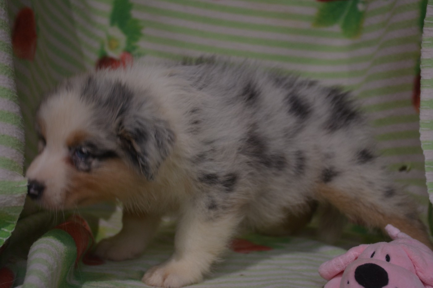 du Domaine D'Eily - Chiots disponibles - Berger Australien