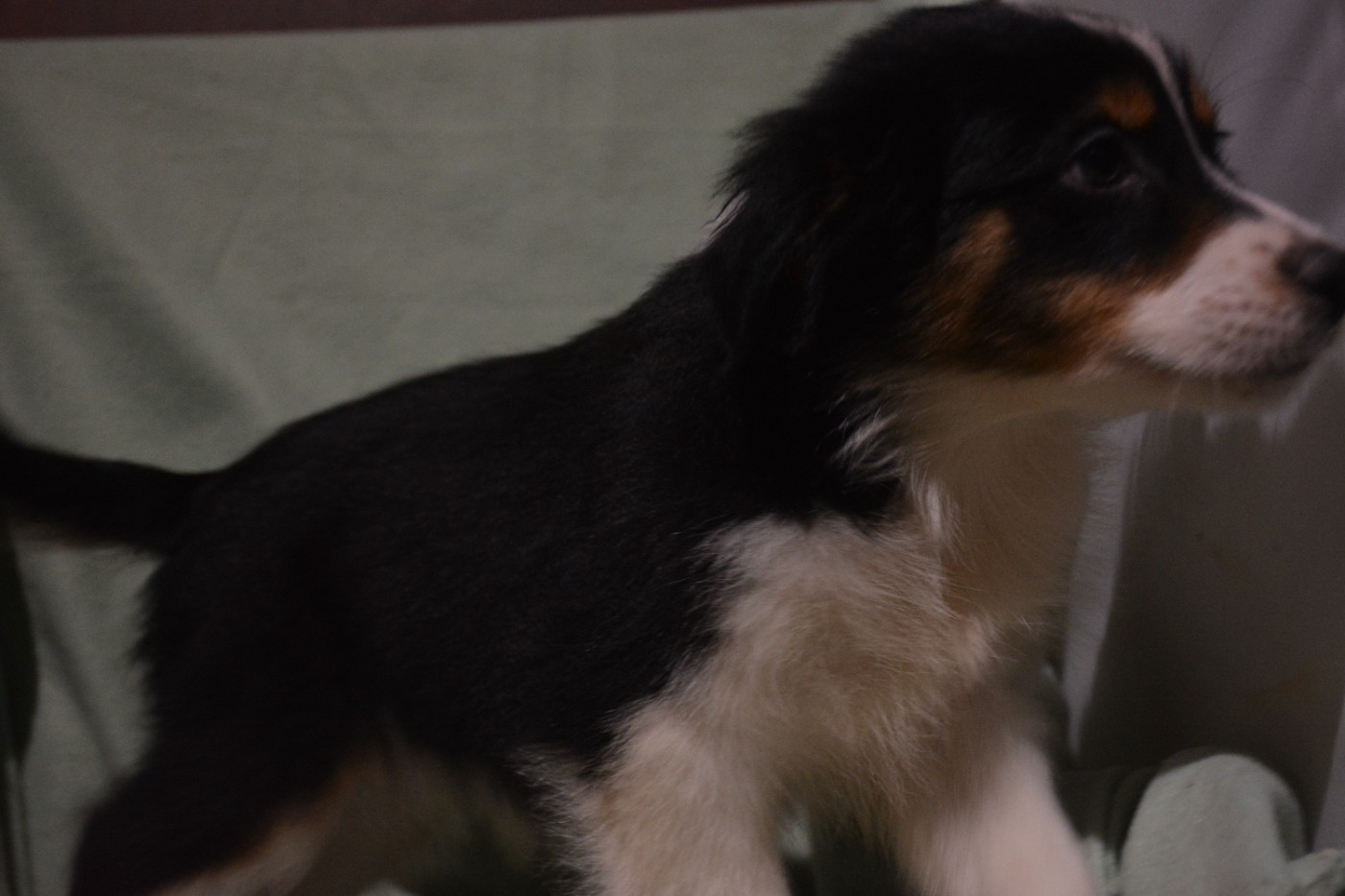 du Domaine D'Eily - Chiots disponibles - Berger Australien