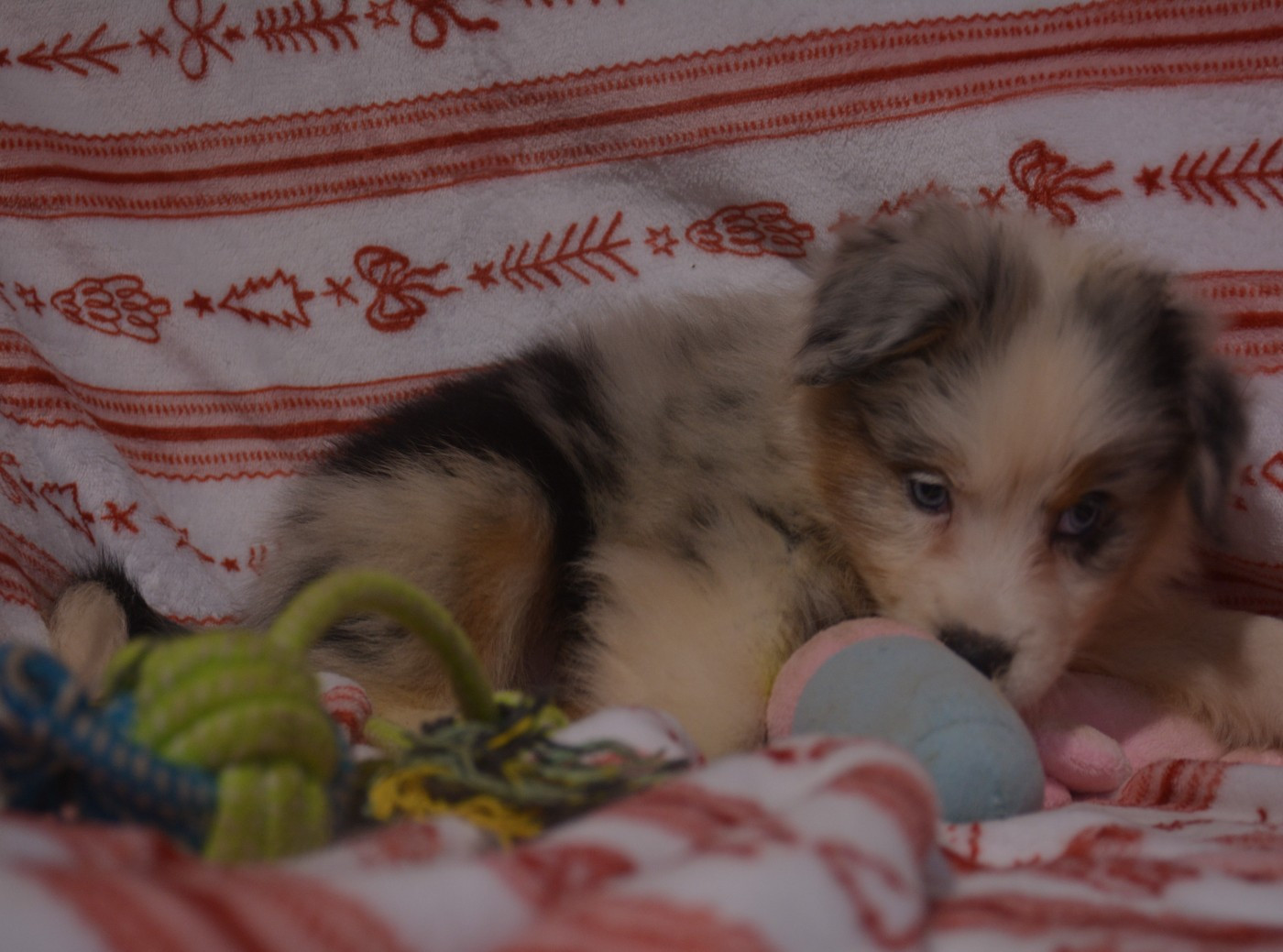 du Domaine D'Eily - Chiots disponibles - Berger Australien