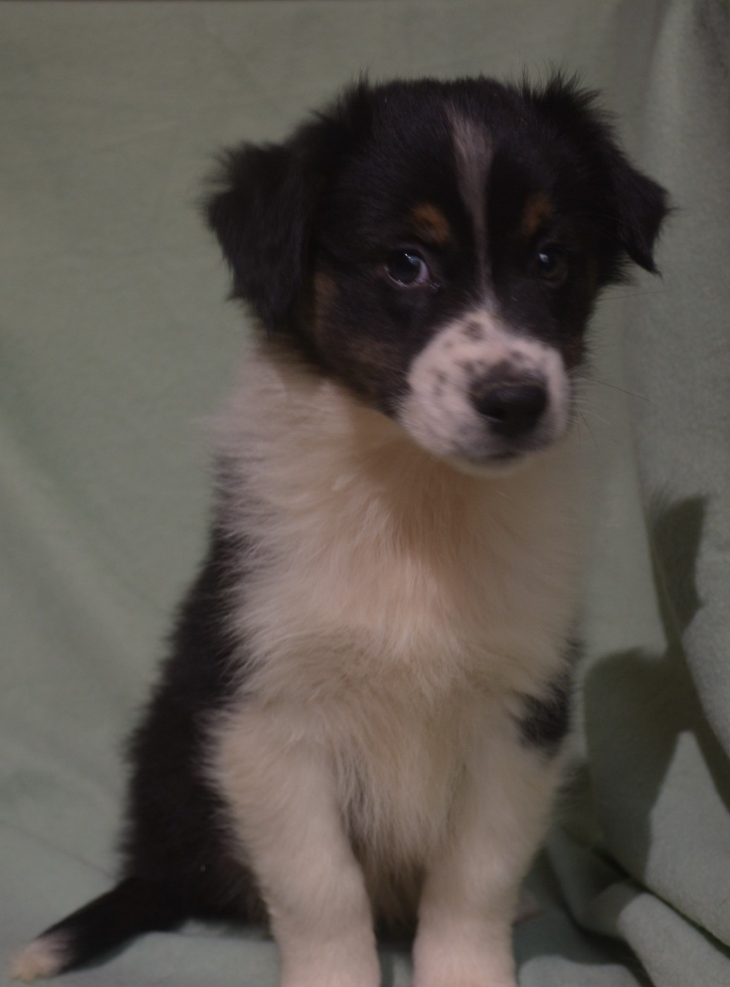 du Domaine D'Eily - Chiots disponibles - Berger Australien