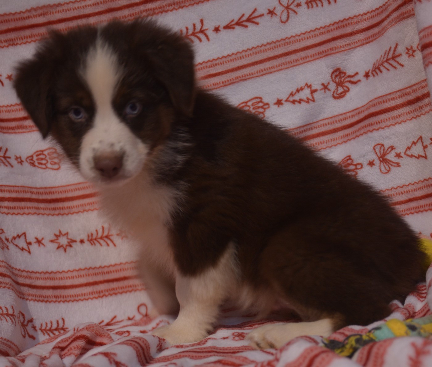du Domaine D'Eily - Chiots disponibles - Berger Australien