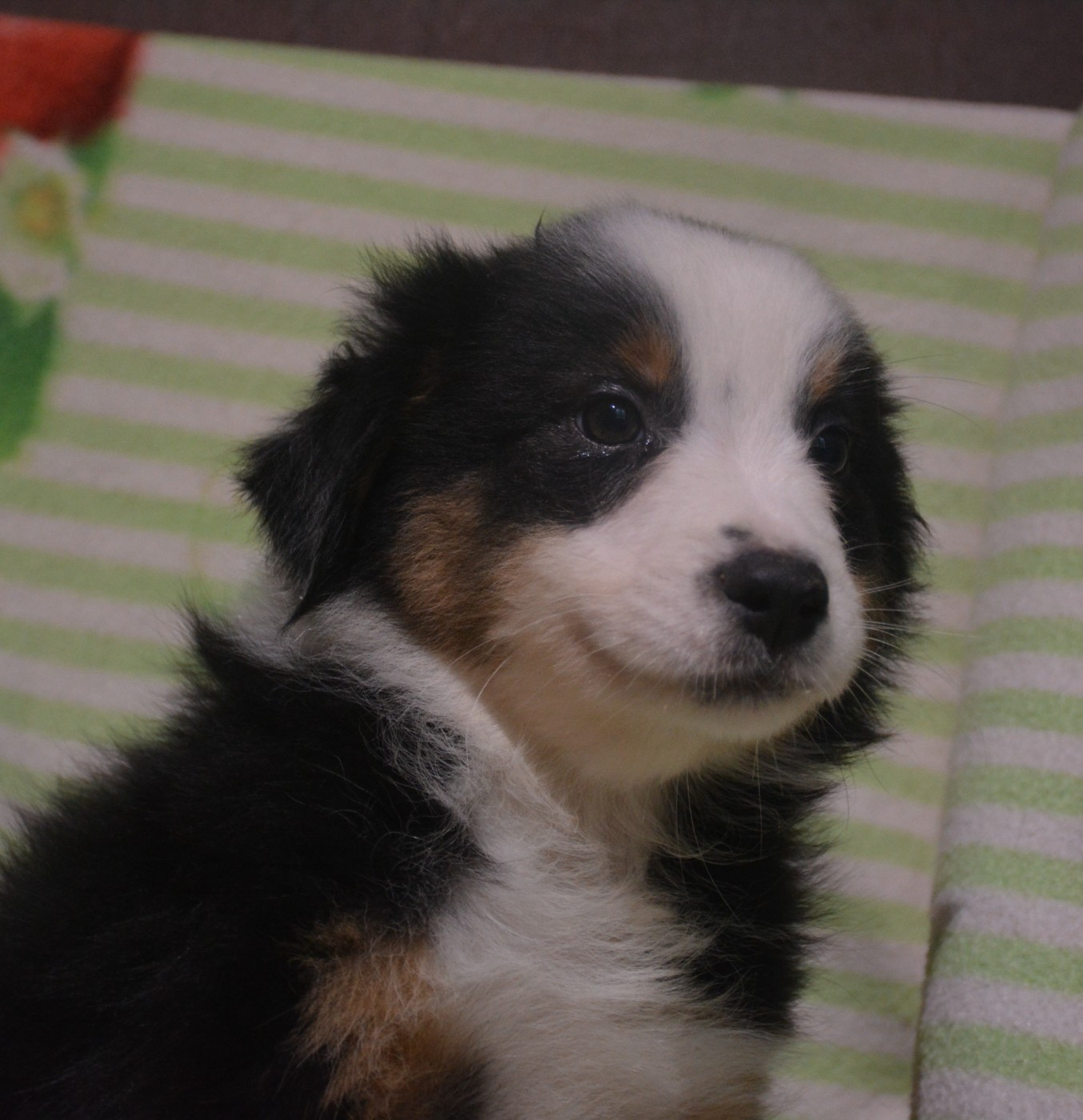 du Domaine D'Eily - Chiots disponibles - Berger Australien