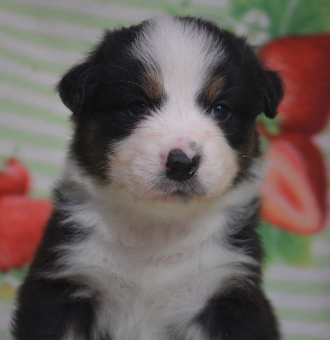 du Domaine D'Eily - Chiots disponibles - Berger Australien