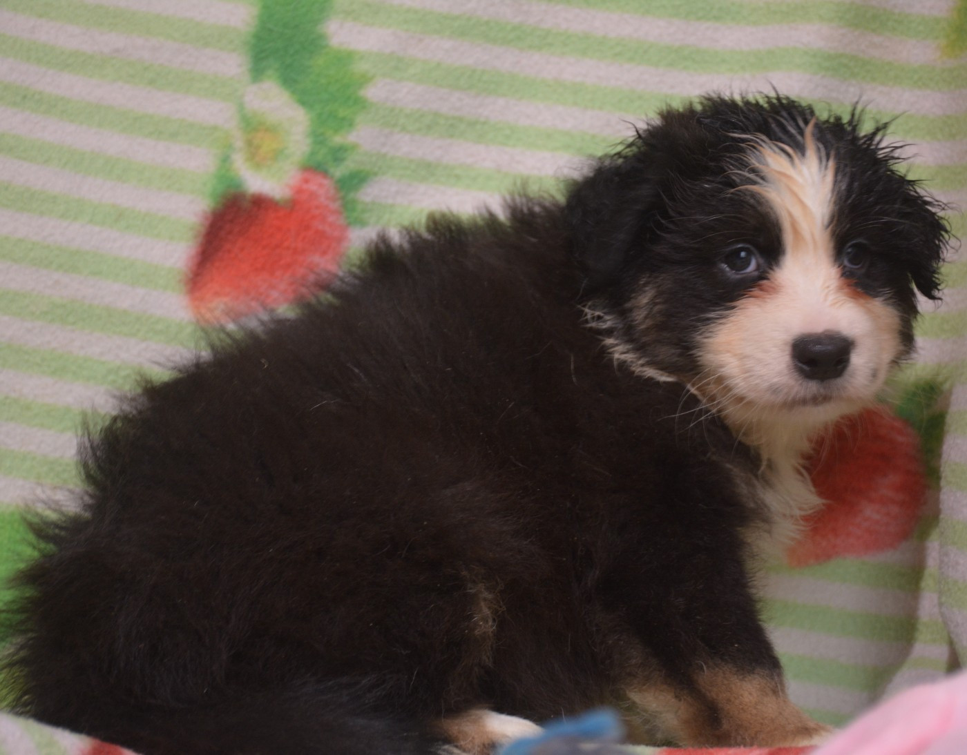 du Domaine D'Eily - Chiots disponibles - Berger Australien