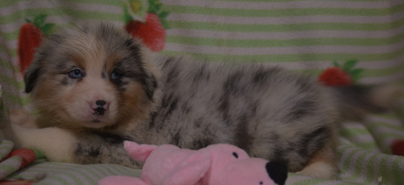 du Domaine D'Eily - Chiots disponibles - Berger Australien