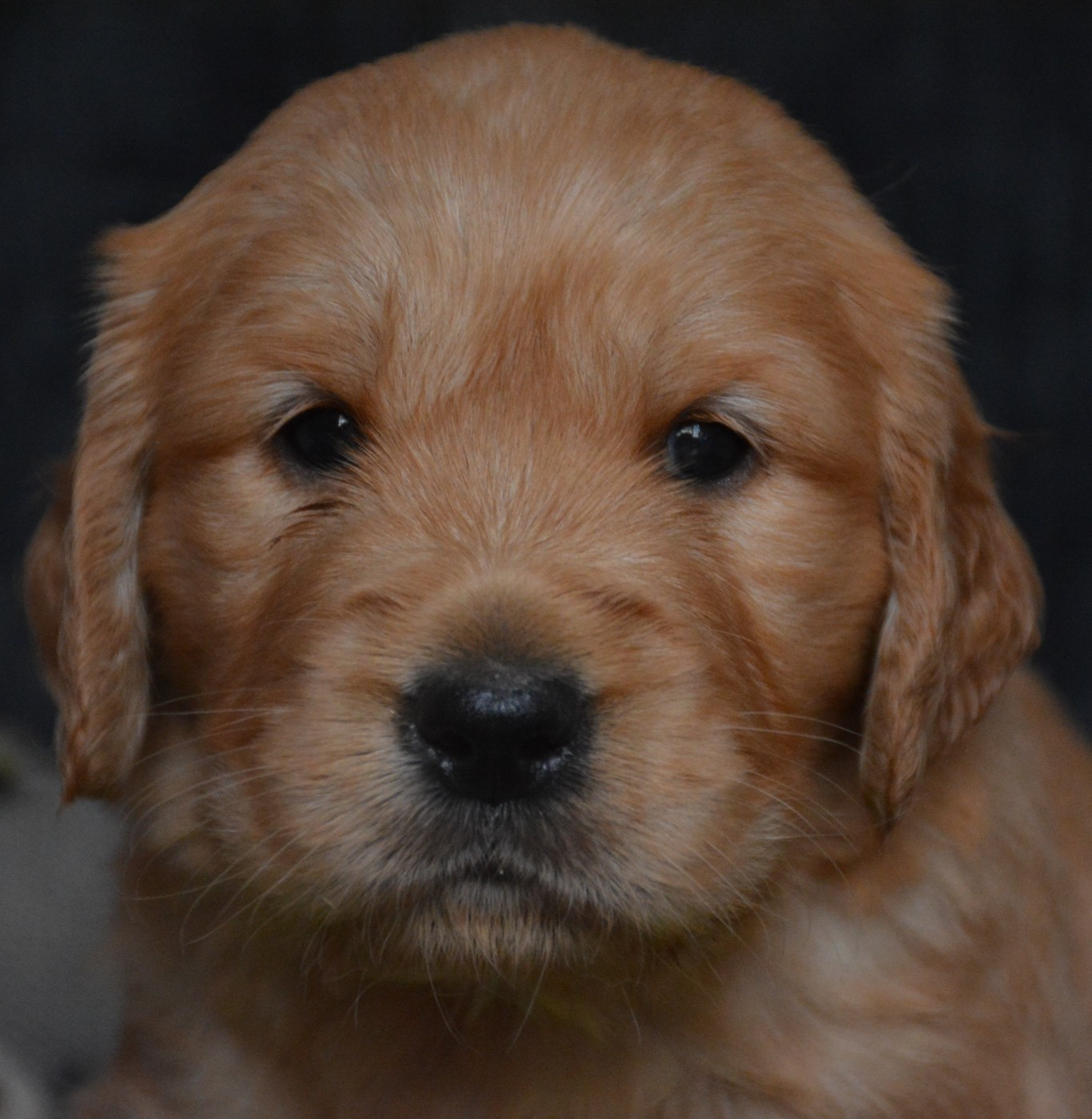 du Domaine D'Eily - Chiots disponibles - Golden Retriever
