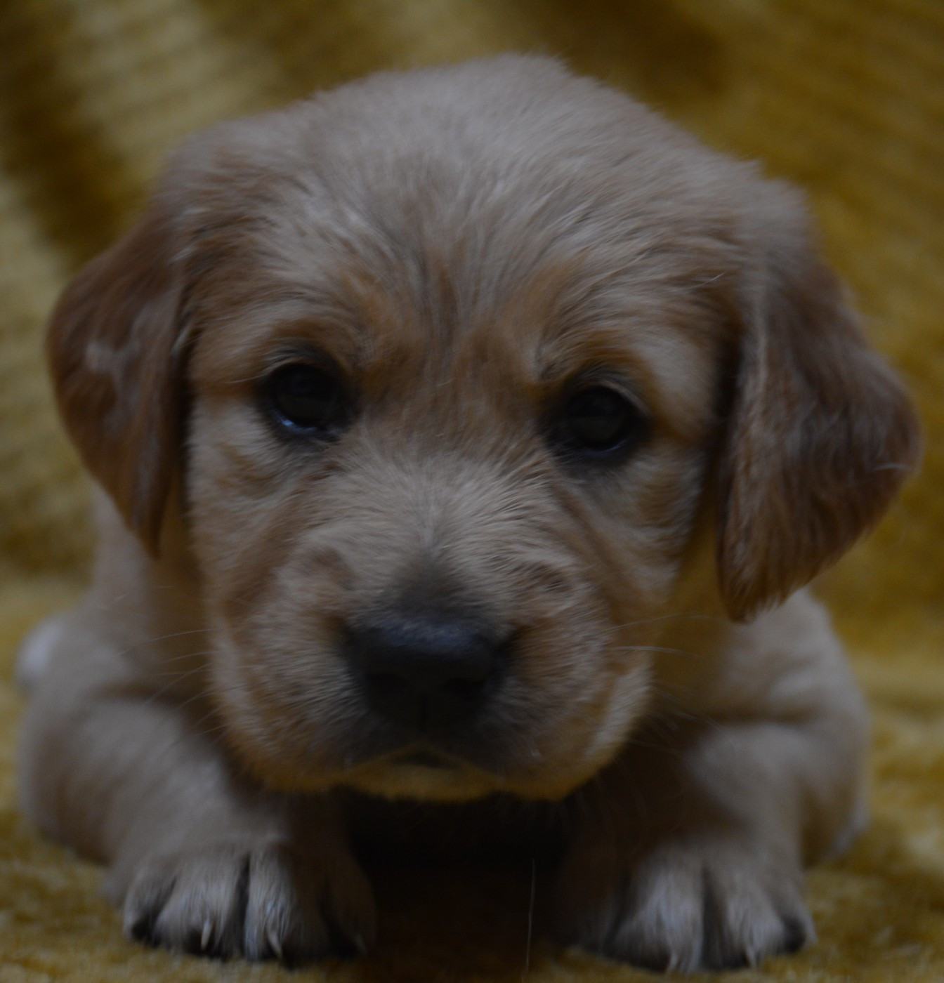 du Domaine D'Eily - Chiots disponibles - Golden Retriever