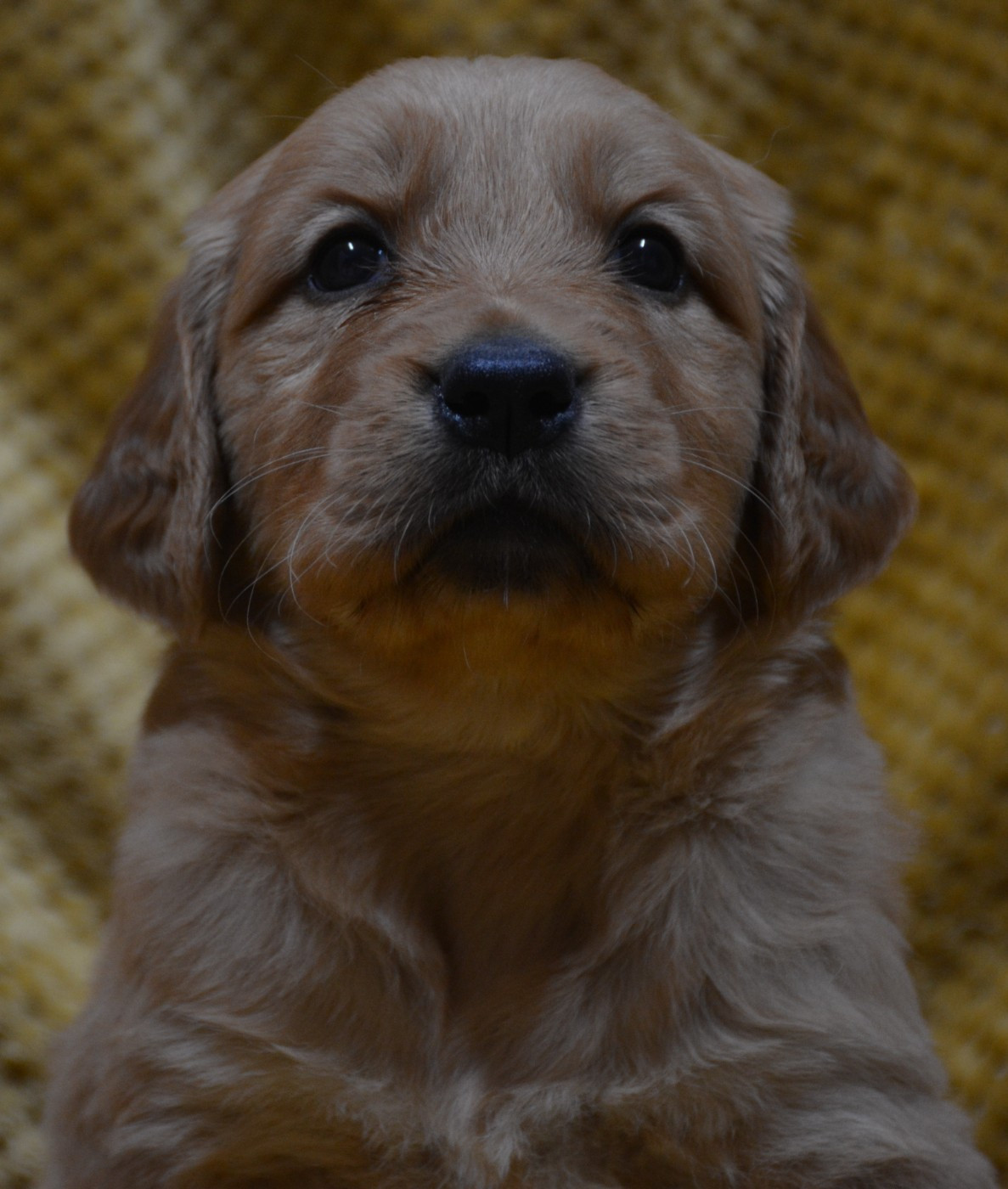 du Domaine D'Eily - Chiots disponibles - Golden Retriever