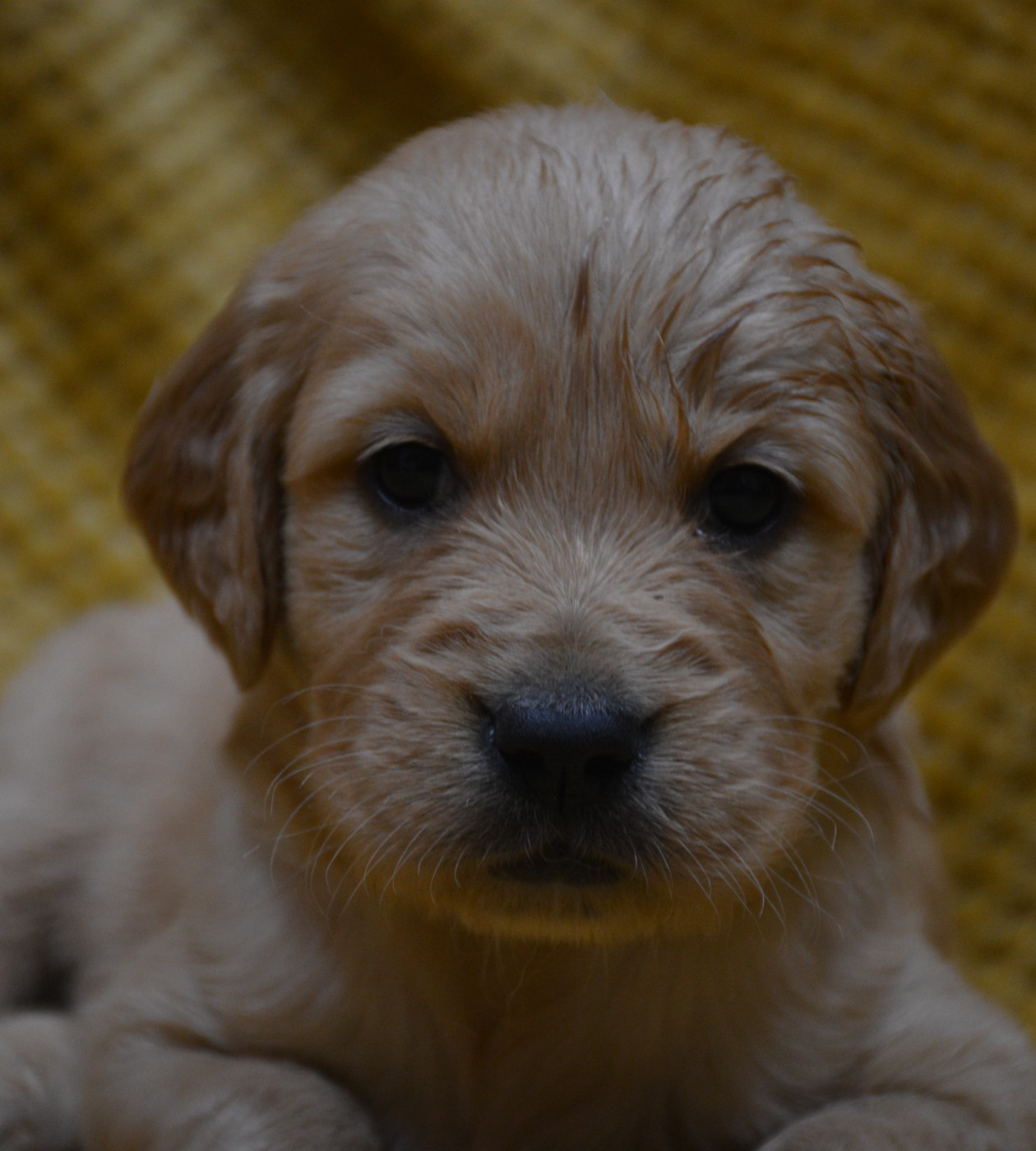 du Domaine D'Eily - Chiots disponibles - Golden Retriever