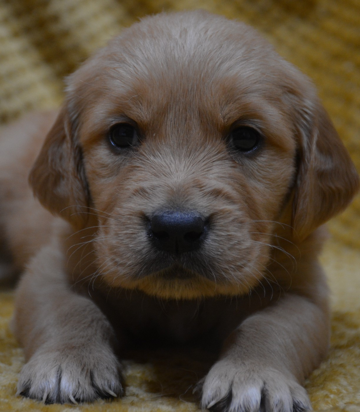 du Domaine D'Eily - Chiots disponibles - Golden Retriever