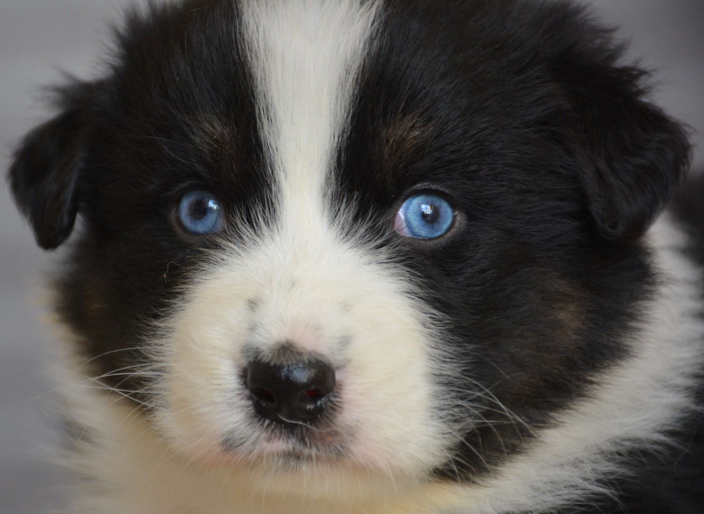 du Domaine D'Eily - Chiots disponibles - Berger Australien