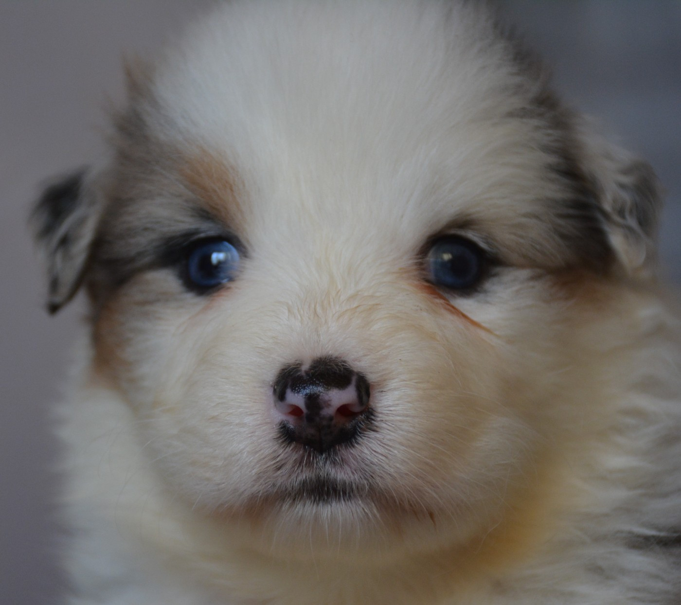 du Domaine D'Eily - Chiots disponibles - Berger Australien