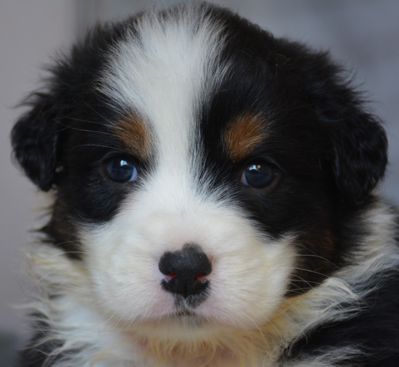 du Domaine D'Eily - Chiots disponibles - Berger Australien