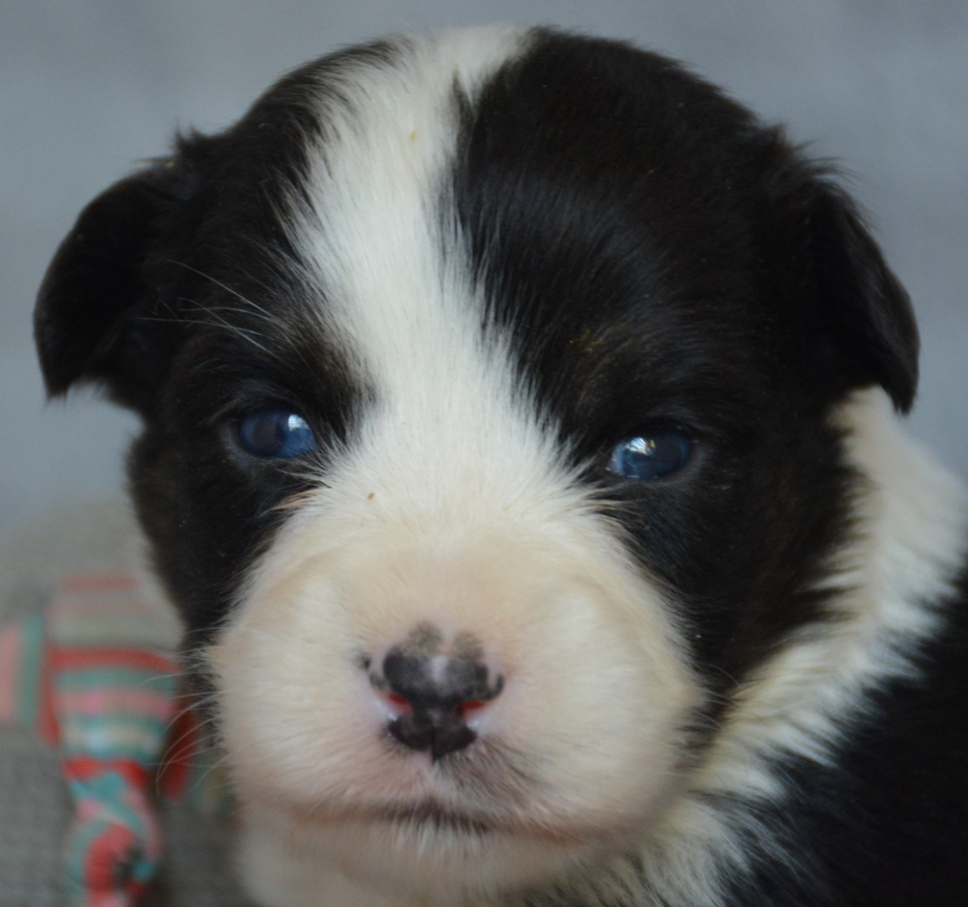 du Domaine D'Eily - Chiots disponibles - Berger Australien