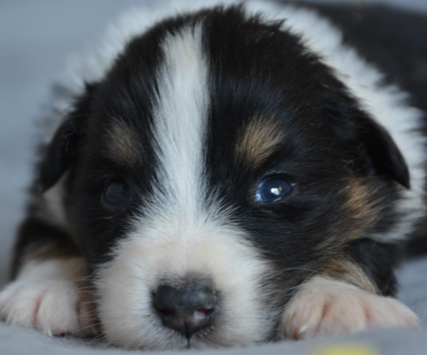 du Domaine D'Eily - Chiots disponibles - Berger Australien