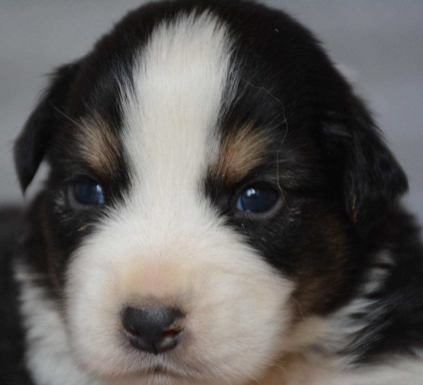 du Domaine D'Eily - Chiots disponibles - Berger Australien