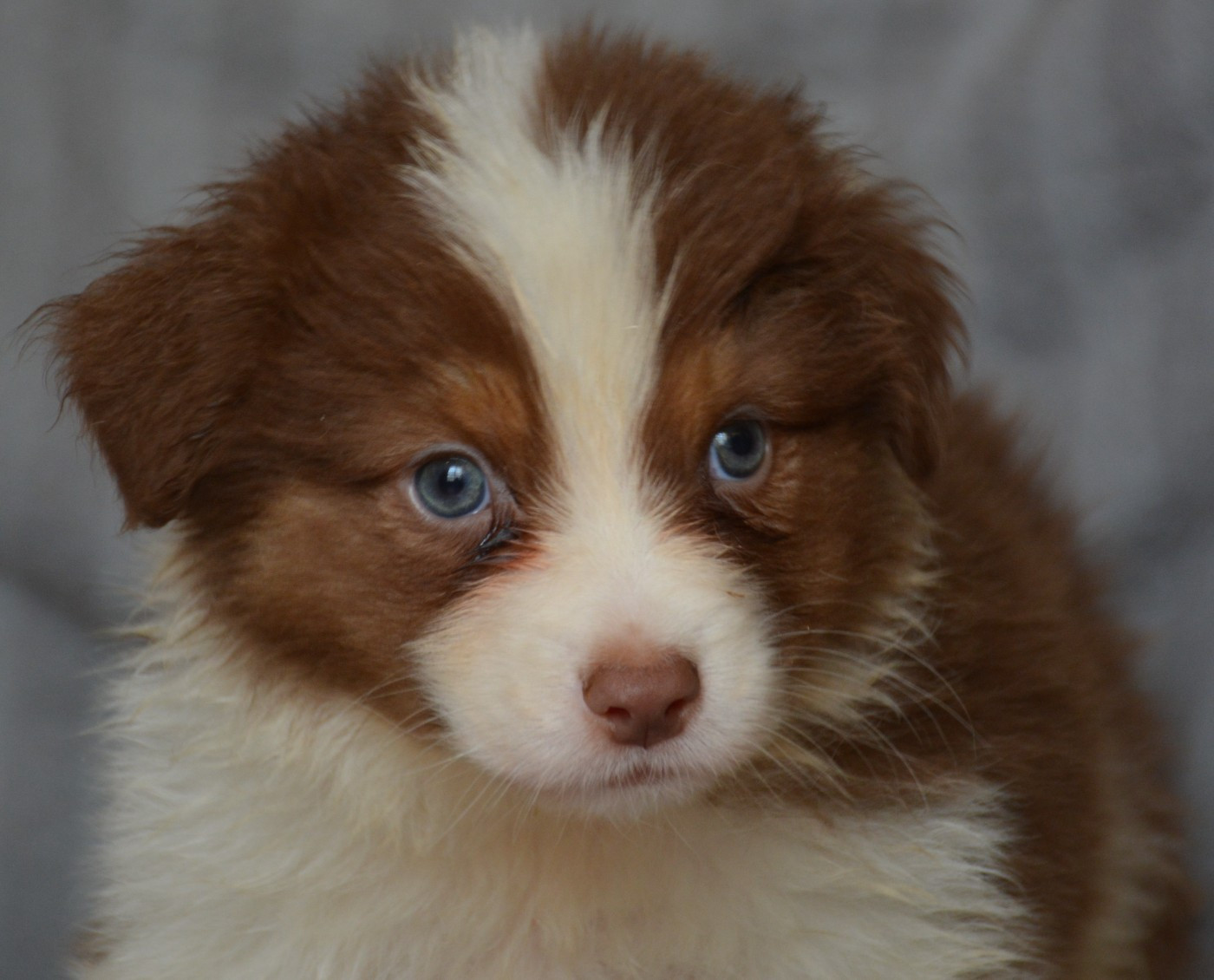 du Domaine D'Eily - Chiots disponibles - Berger Australien