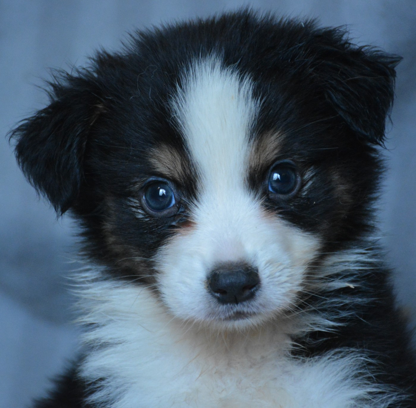 du Domaine D'Eily - Chiots disponibles - Berger Australien