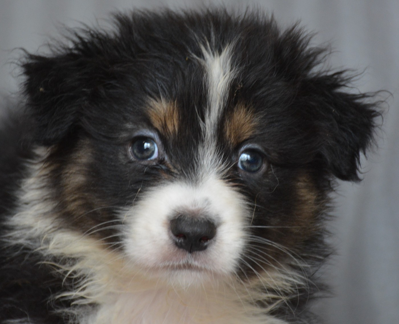 du Domaine D'Eily - Chiots disponibles - Berger Australien