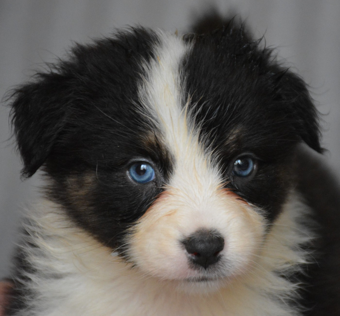 du Domaine D'Eily - Chiots disponibles - Berger Australien