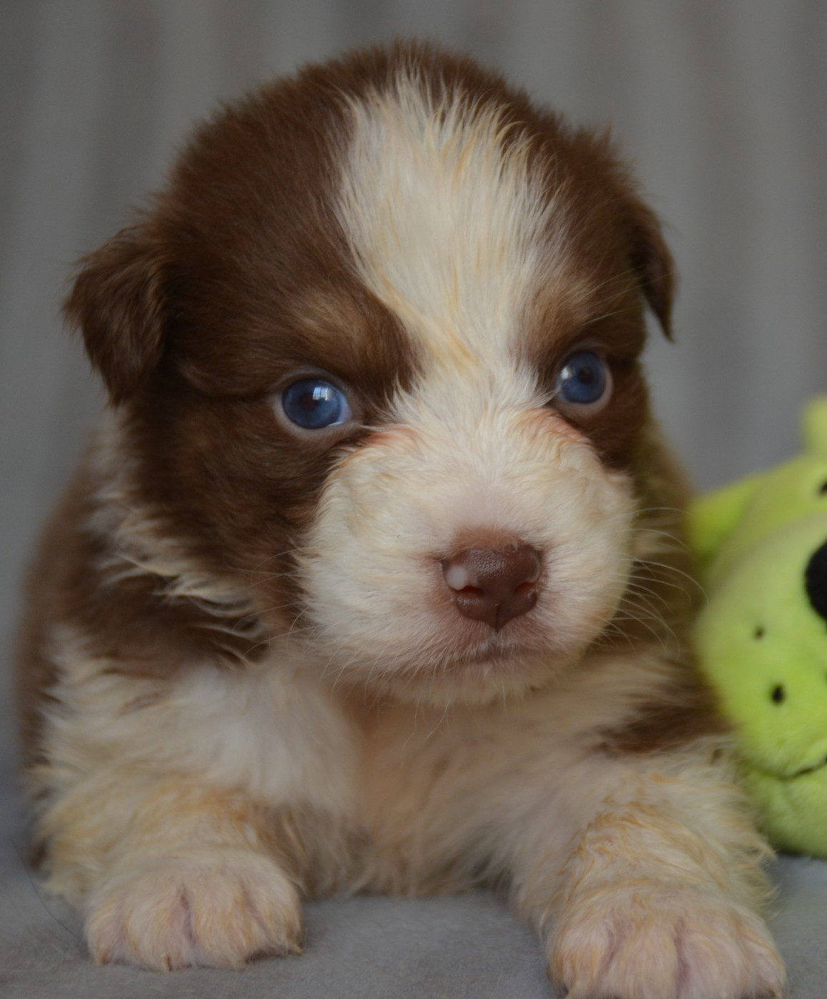 du Domaine D'Eily - Chiots disponibles - Berger Australien