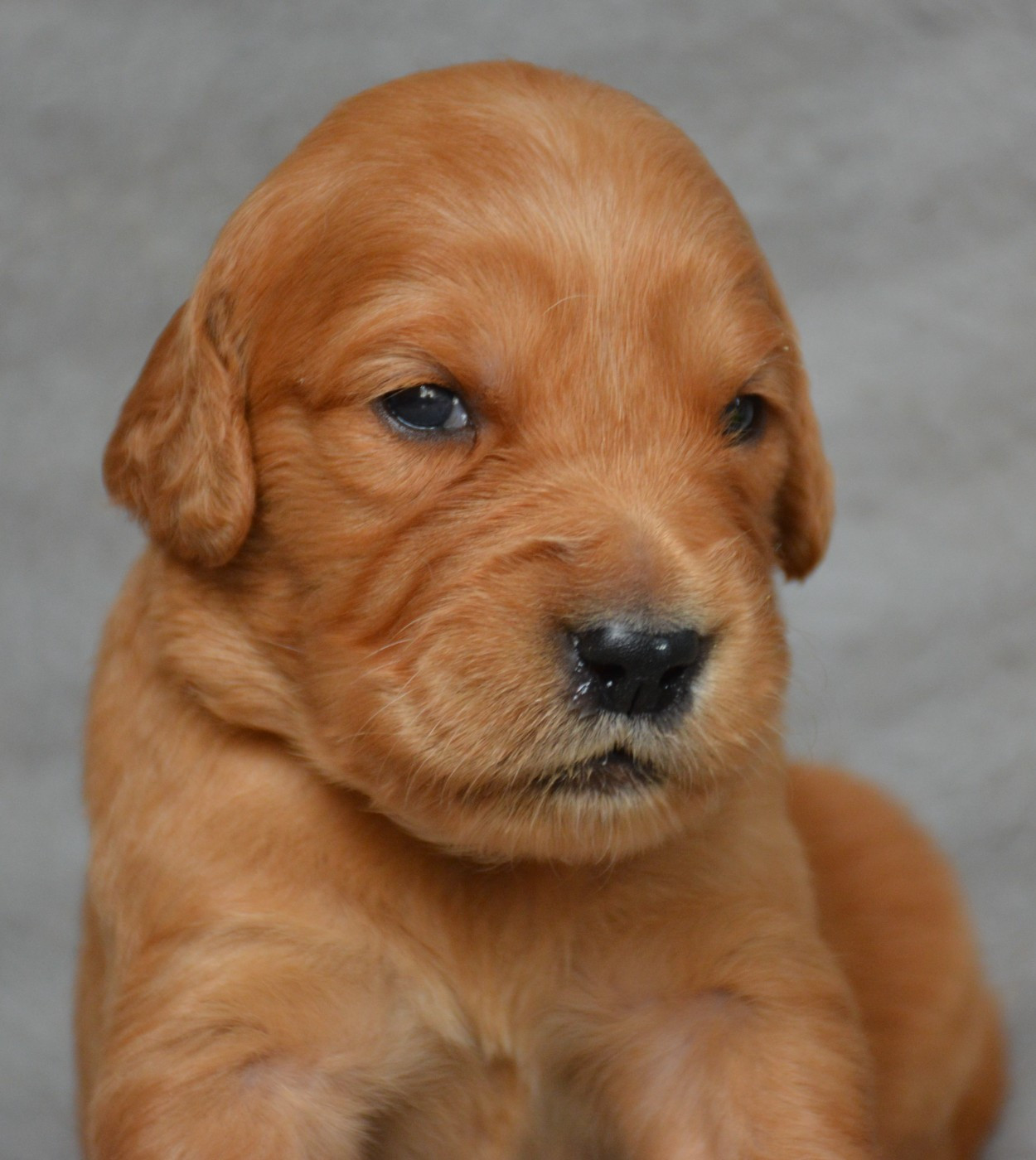 du Domaine D'Eily - Chiots disponibles - Golden Retriever