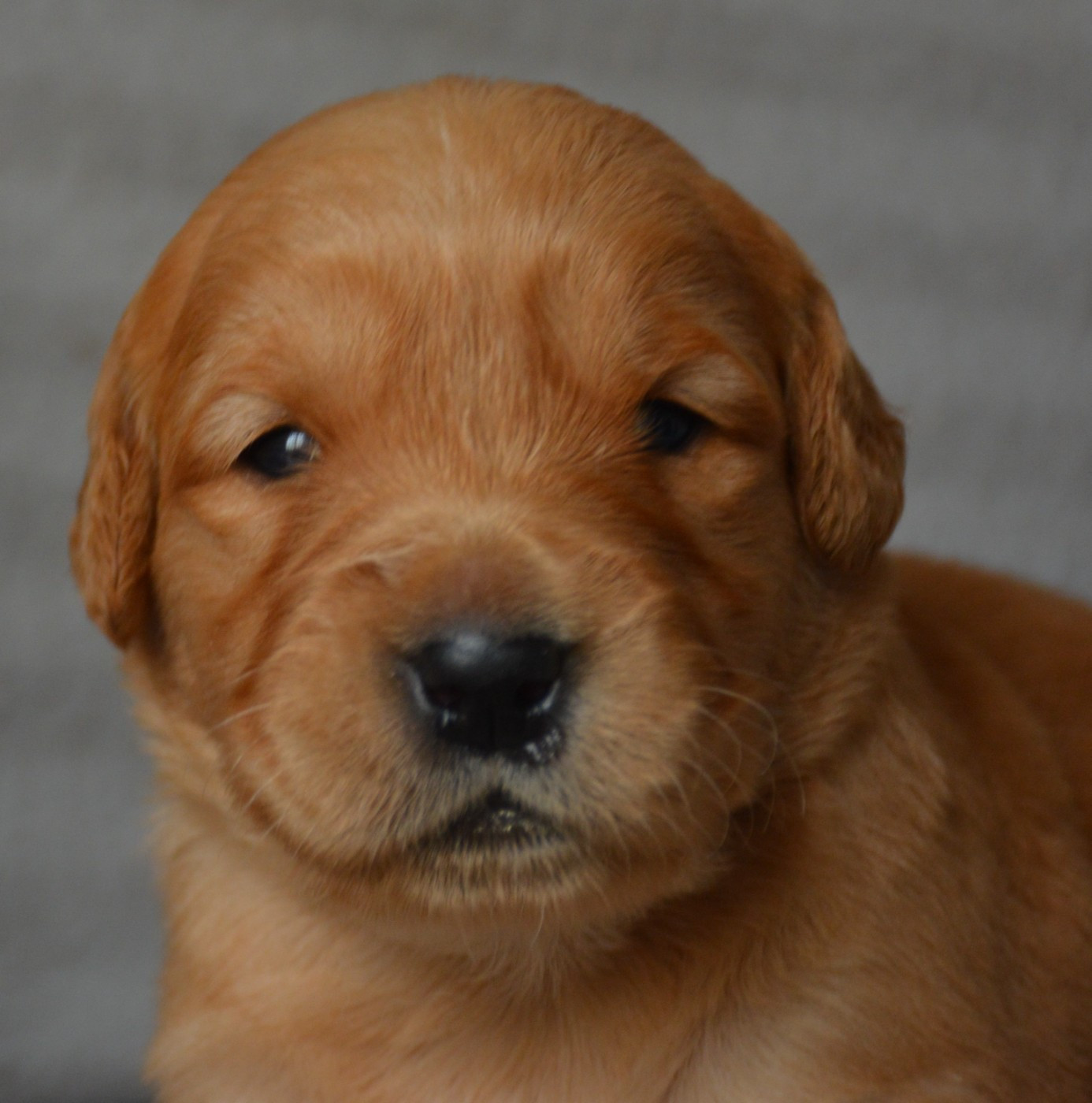 du Domaine D'Eily - Chiots disponibles - Golden Retriever
