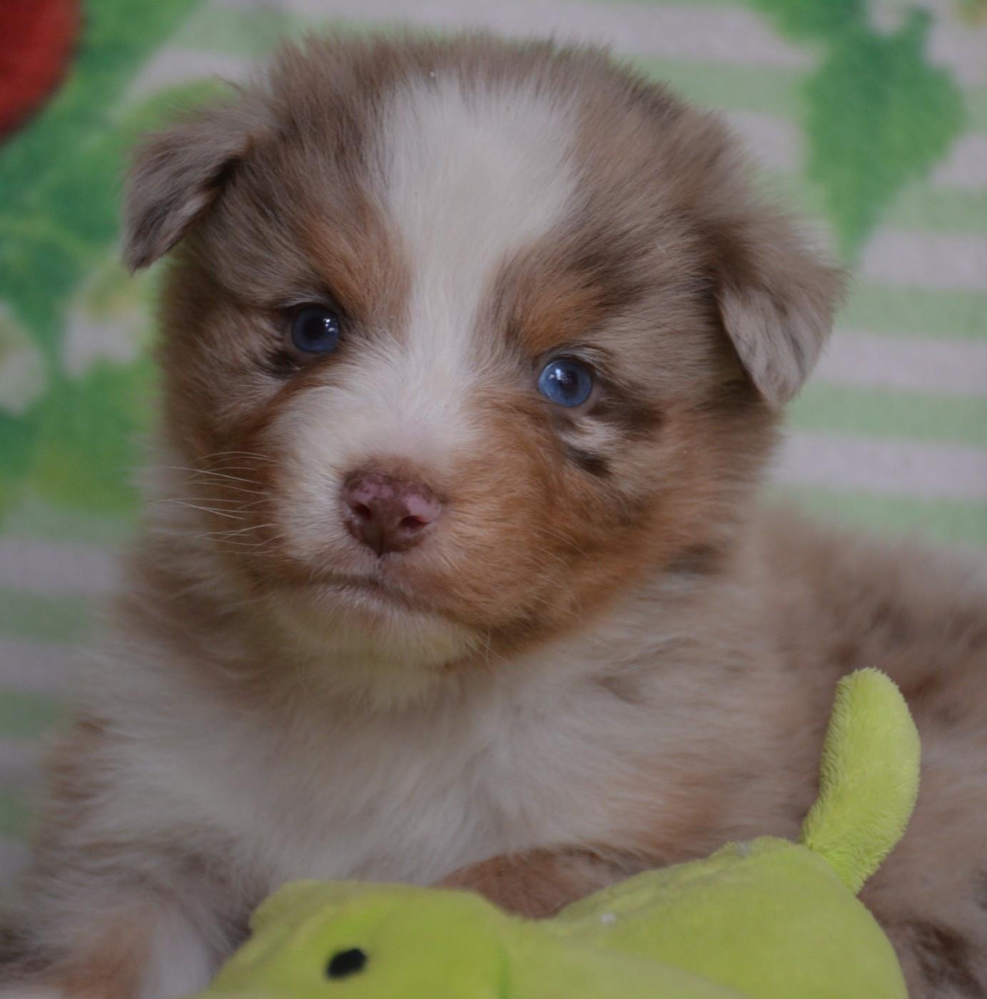 du Domaine D'Eily - Chiots disponibles - Berger Australien