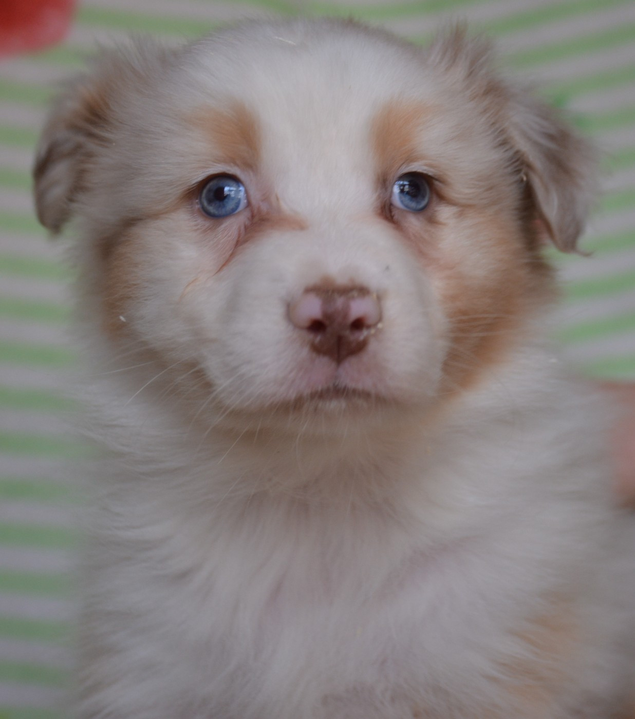 du Domaine D'Eily - Chiots disponibles - Berger Australien