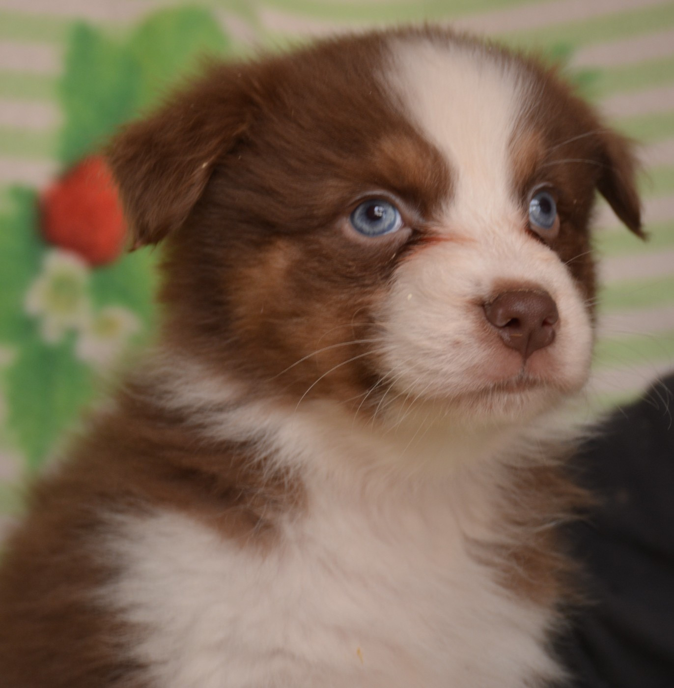 du Domaine D'Eily - Chiots disponibles - Berger Australien