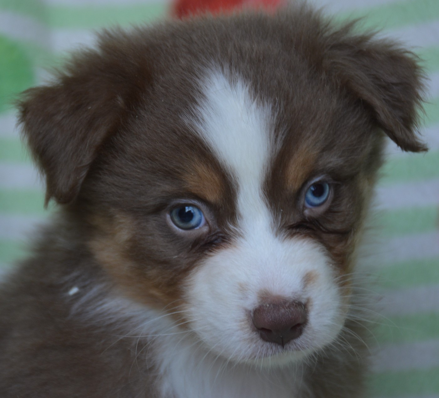 du Domaine D'Eily - Chiots disponibles - Berger Australien