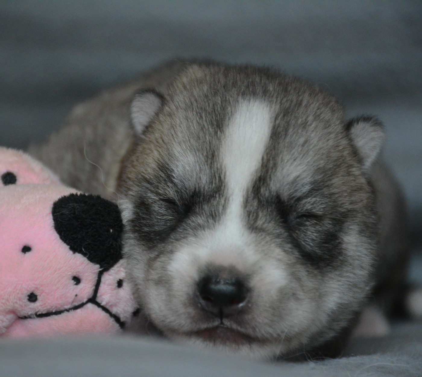 du Domaine D'Eily - Chiots disponibles - Siberian Husky