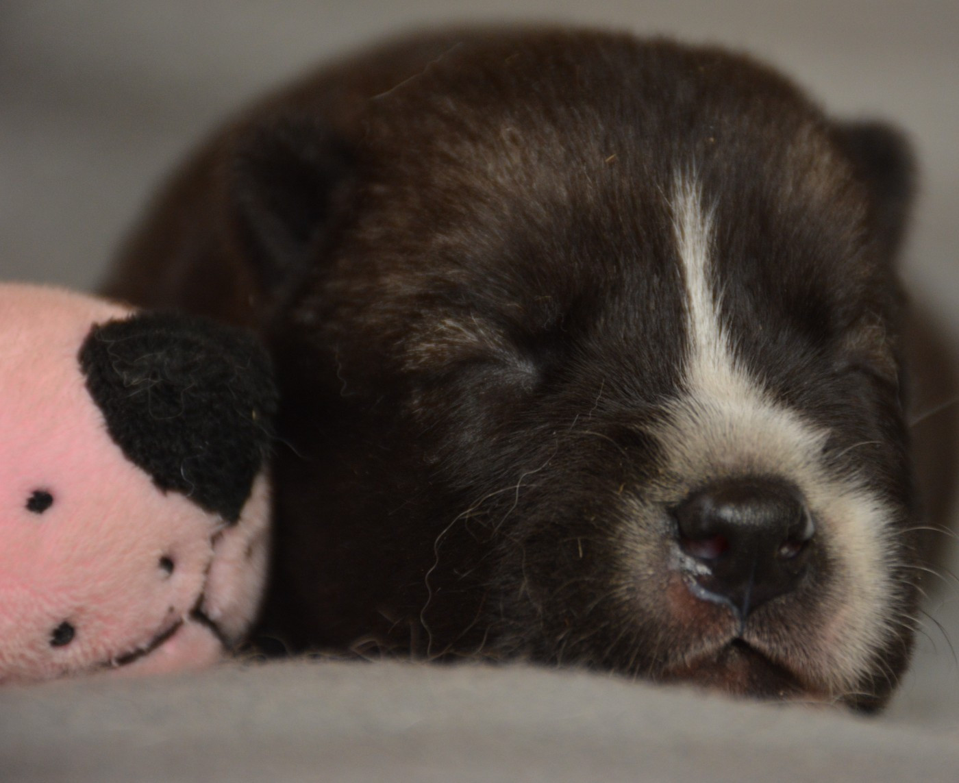 du Domaine D'Eily - Chiots disponibles - Siberian Husky