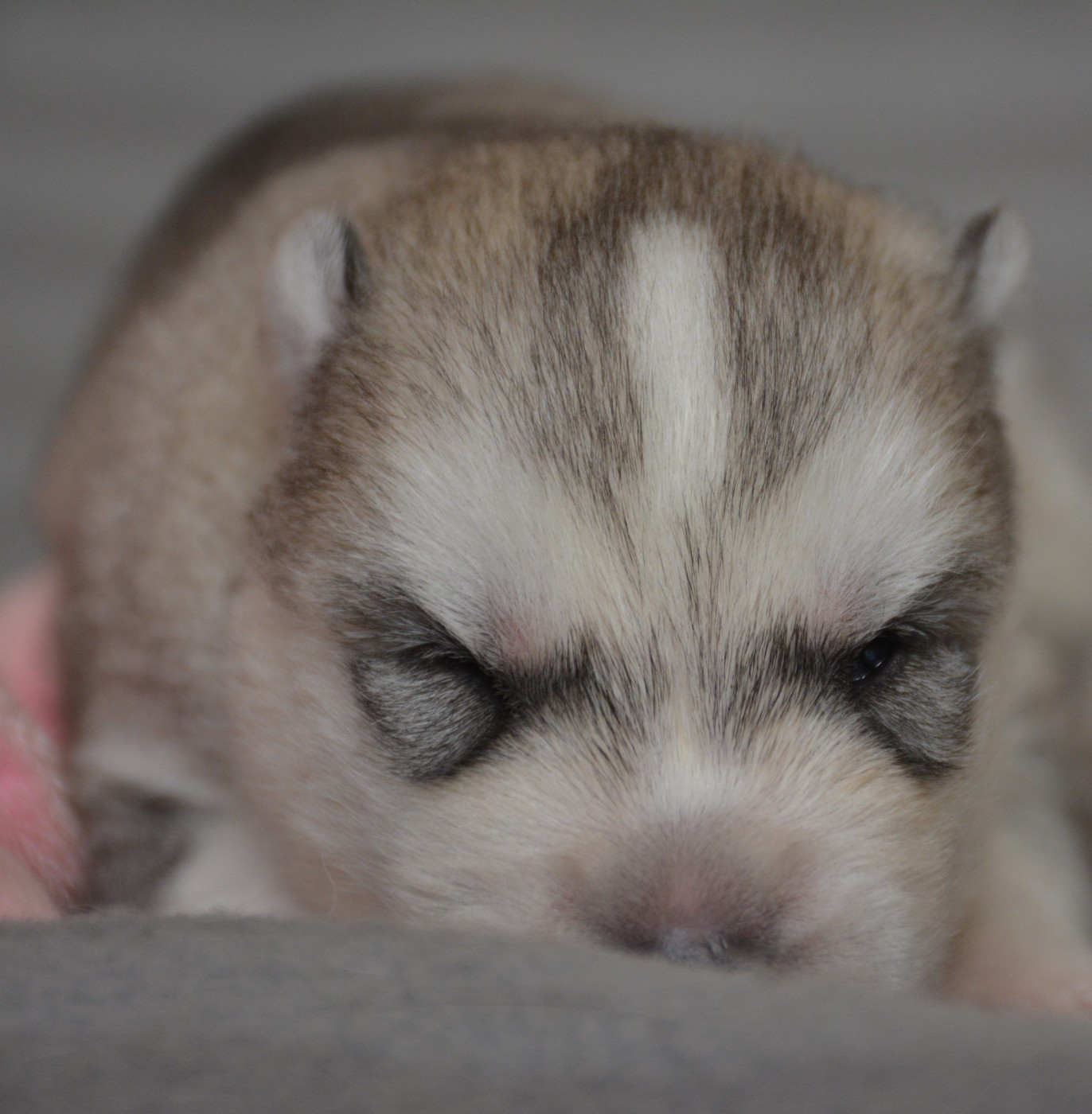 du Domaine D'Eily - Chiots disponibles - Siberian Husky
