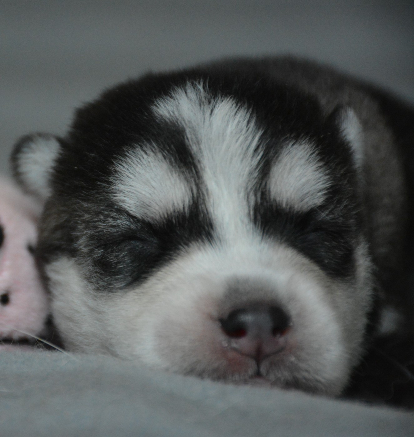 du Domaine D'Eily - Chiots disponibles - Siberian Husky