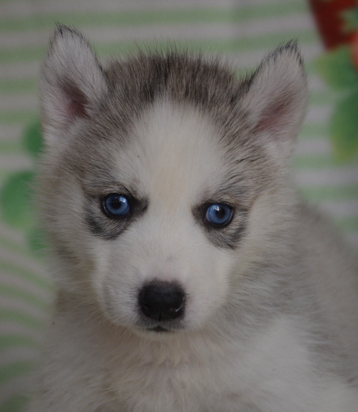 du Domaine D'Eily - Chiots disponibles - Siberian Husky