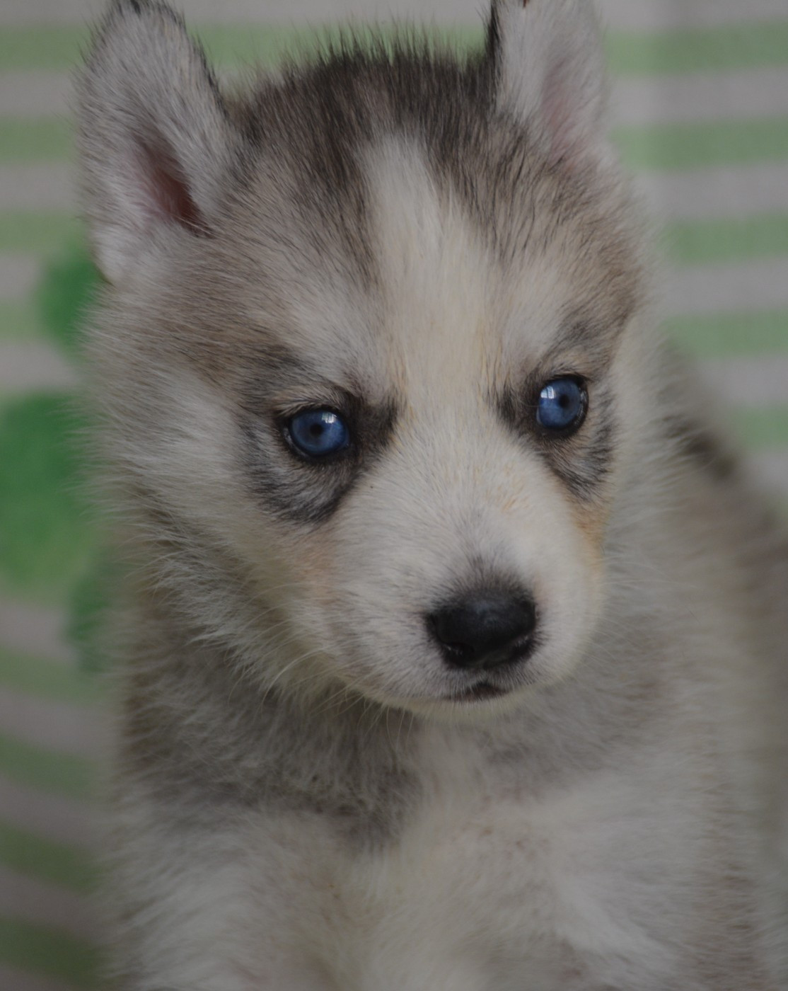 du Domaine D'Eily - Chiots disponibles - Siberian Husky