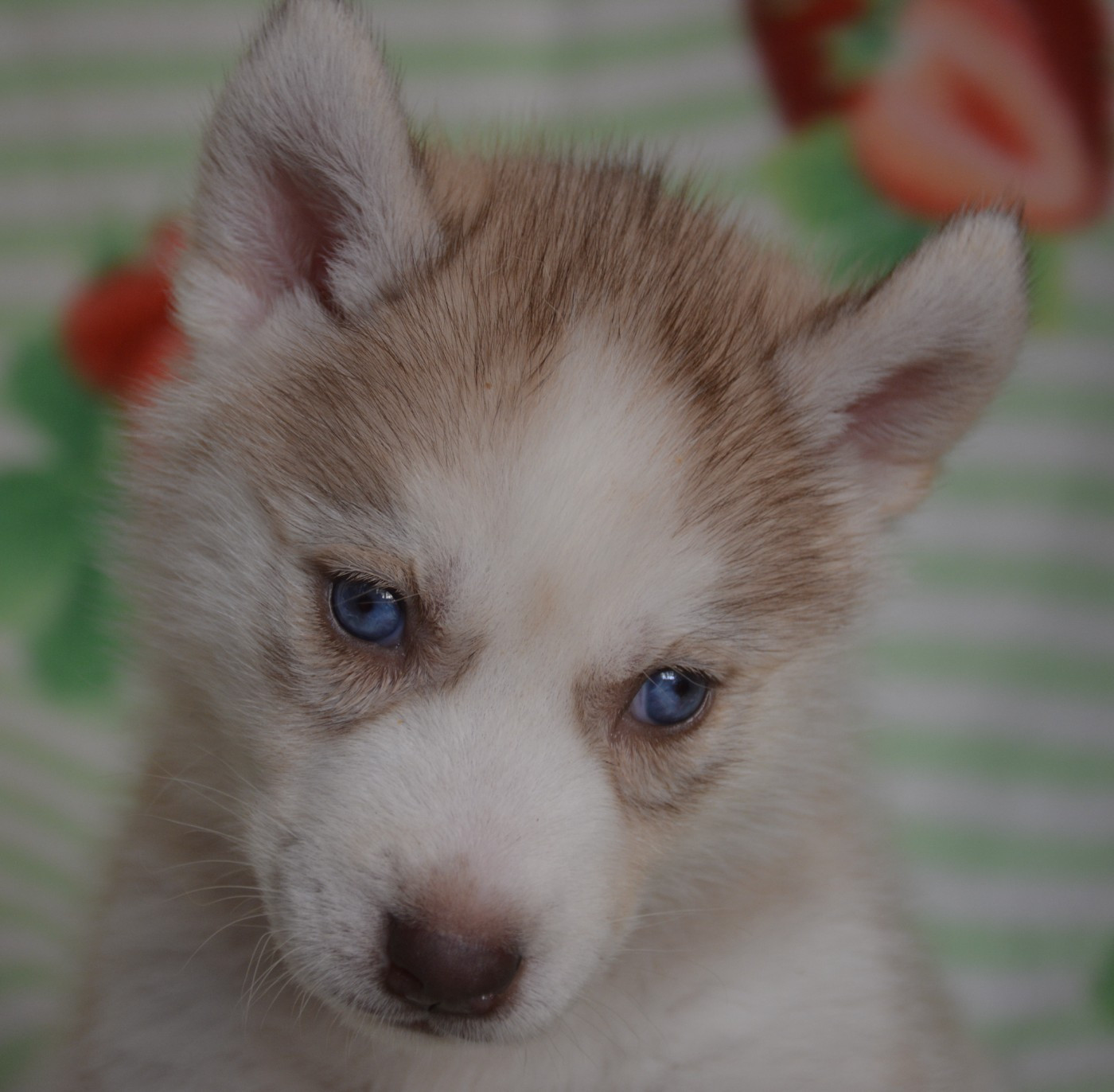 du Domaine D'Eily - Chiots disponibles - Siberian Husky