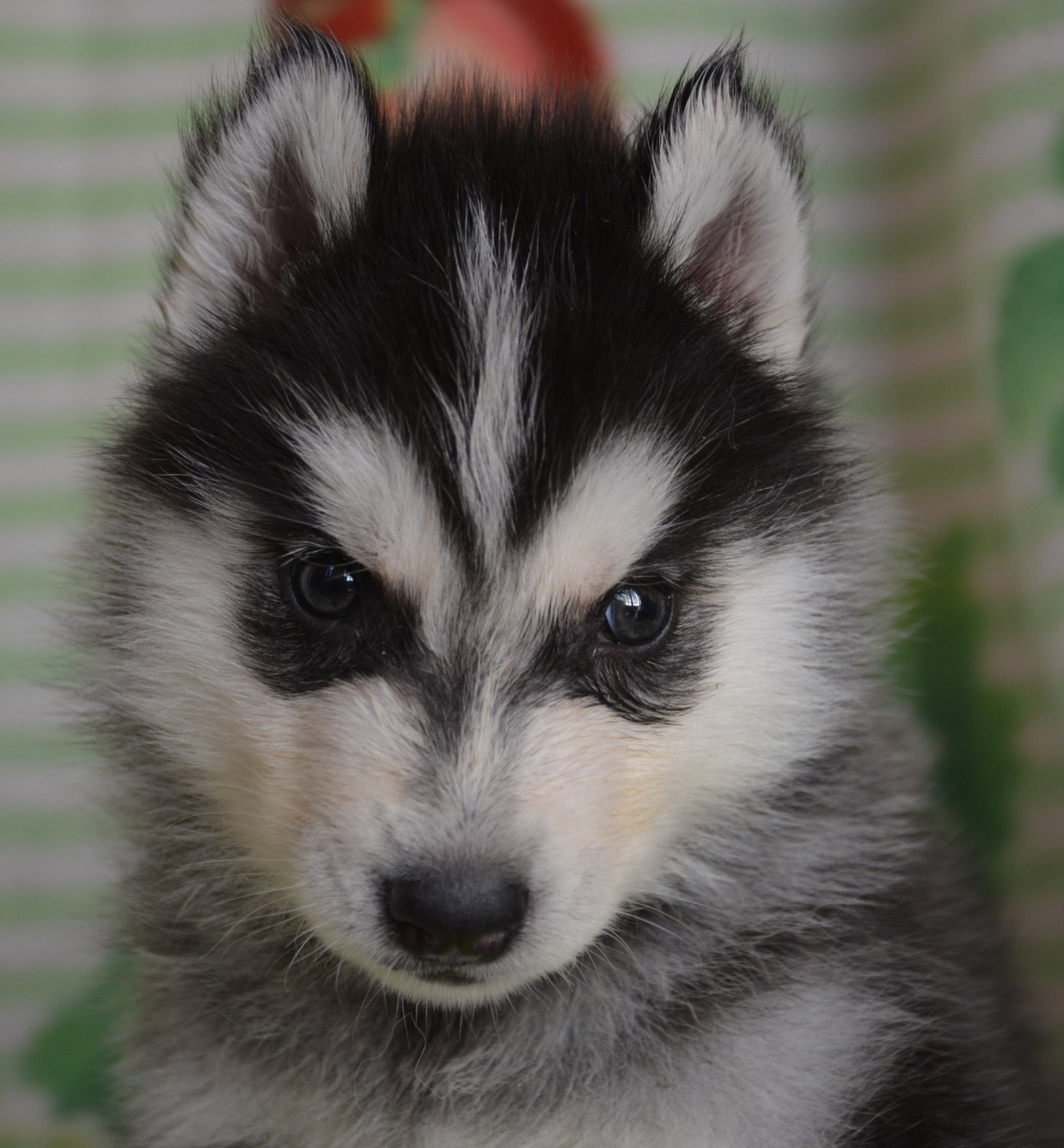 du Domaine D'Eily - Chiots disponibles - Siberian Husky