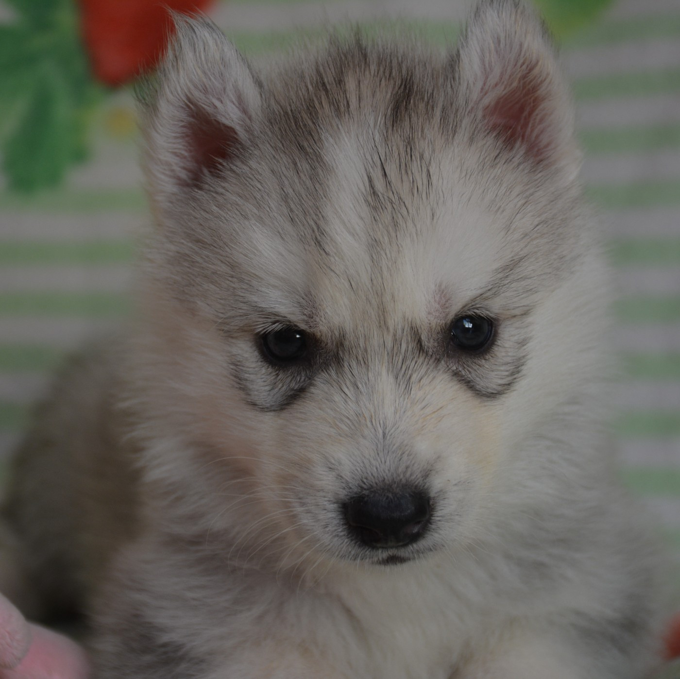 du Domaine D'Eily - Chiots disponibles - Siberian Husky